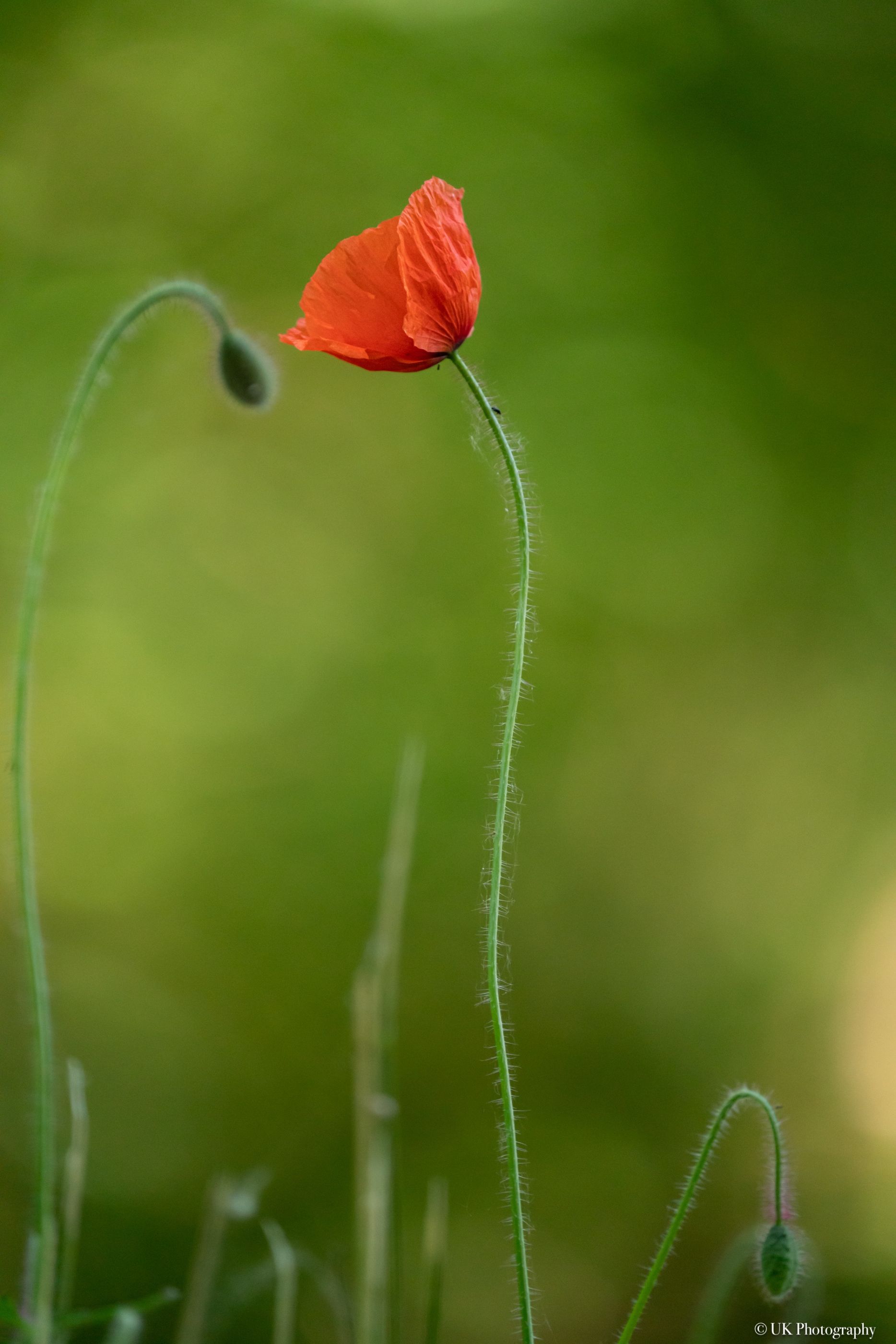 Mohn 02